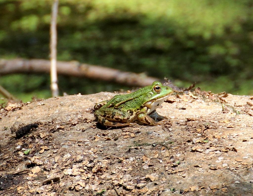 Rana....? Pelophylax sp. (TO)